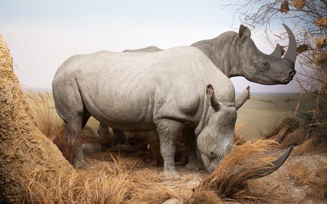 Nördliches Breitmaulnashorn