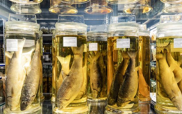 Wunderkammer