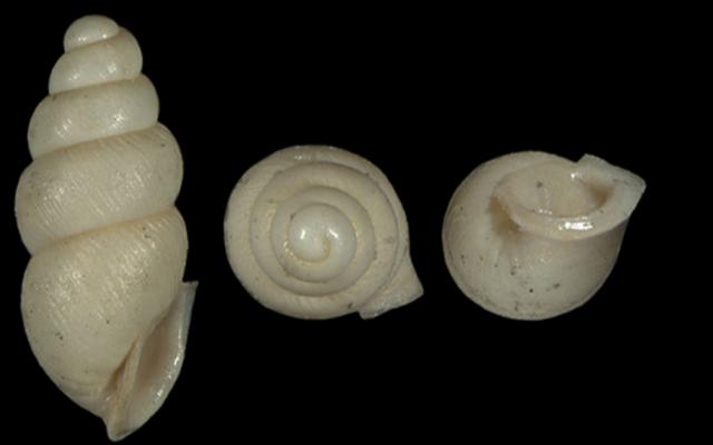 Die weniger als 1,6 Millimeter große Art Carychium nashuaense wurde neu entdeckt. 