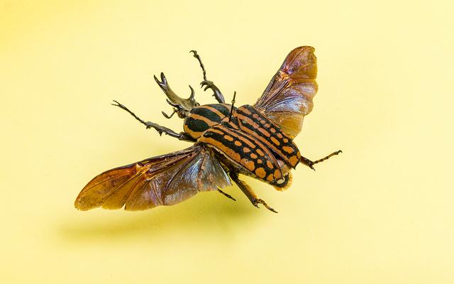 Insektensterben