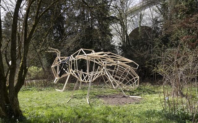 Gemeine Pelzbiene im Botanischen Garten
