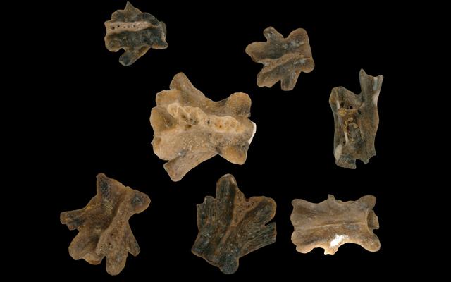 Salamanderfossilien