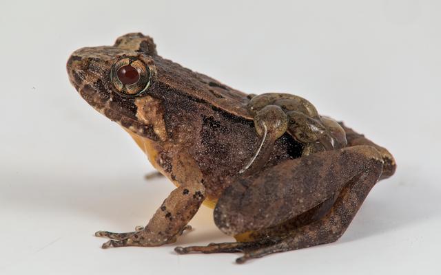 Frosch mit Kaulquappen auf dem Rücken