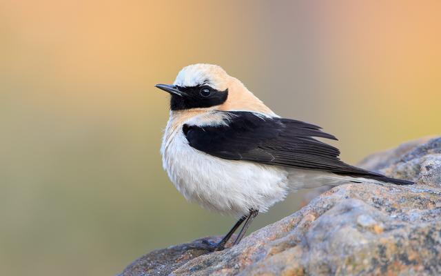 Maurensteinschmätzer