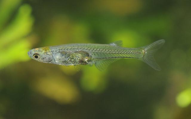 Kleiner Fisch mit sichtbarem Hirn
