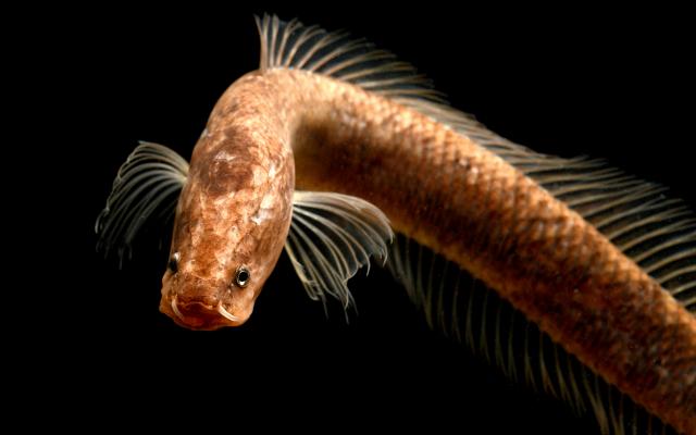 Gollum snakeheads - Aenigmachanna gollum