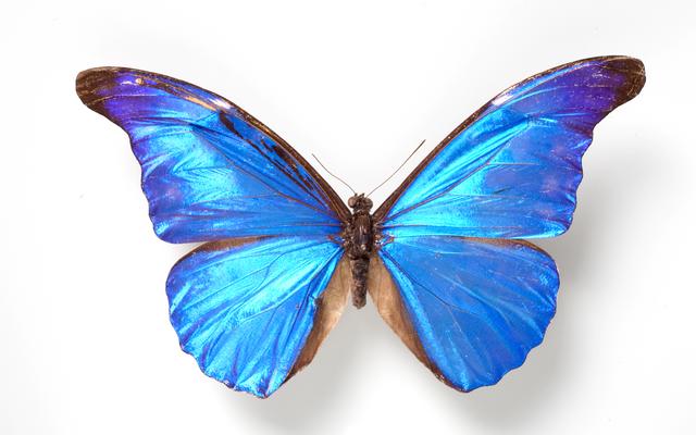 Naturhistorisches Museum Bern Käfer Falter