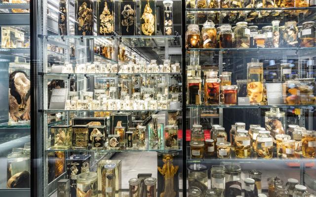 Wunderkammer Ausstellungsansichten