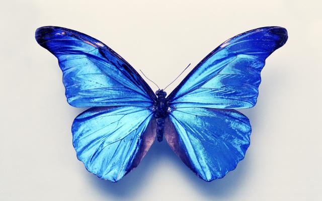 exotischer Schmetterling aus der Sammlung der Wirbellosen Tiere