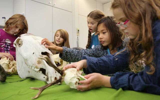 Kinder Schädel Vermittlung Museum