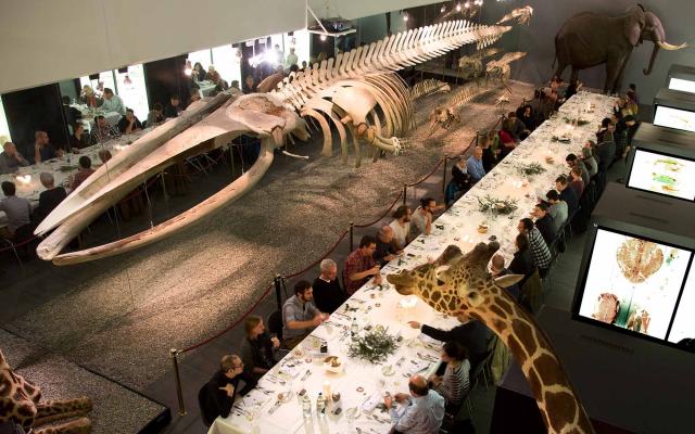 Naturhistorisches Museum Bern, Ausstellung die grosse Knochenschau, grosse Tafelrunde unter den Präparaten