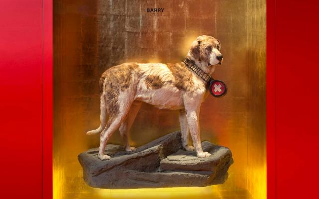 Naturhistorisches Museum Bern, Barry der legendäre Bernhardinerhund, Barry in der Vitrine