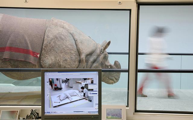Naturhistorisches Museum Bern, Nashorn Präparat steht vor Bürofenster