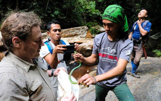 Naturhistorisches Museum Bern, Borneo Expedition, Forscher fangen eine Schlange