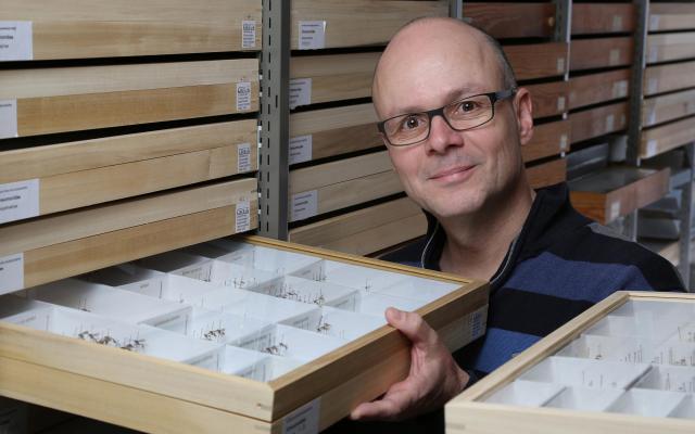 Naturhistorisches Museum Bern, Hannes Baur zieht einen Insektenkasten aus dem Regal