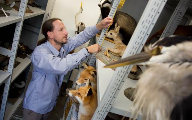 Naturhistorisches Museum Bern, Reto Hagmann sortiert Präparate in der Ausleihsammlung