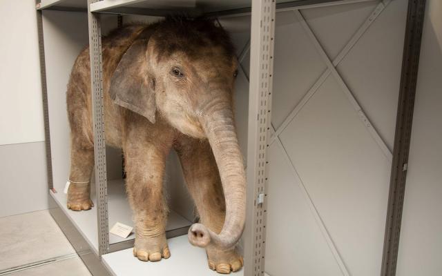Naturhistorisches Museum Bern, Sammlung Wirbeltiere, junger Elefant