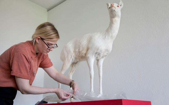 Naturhistorisches Museum Bern, Thea Sonderegger