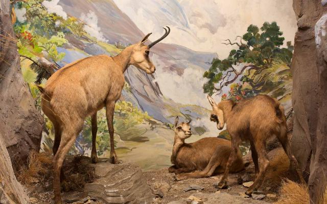 Naturhistorisches Museum Bern, Ausstellung Tiere der Schweiz, Gämse Diorama
