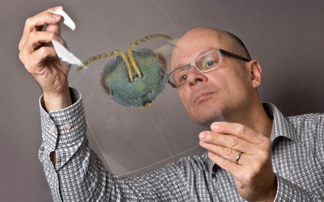 Naturhistorisches Museum Bern, öffentliche Führung, Hannes Baur, Insekten