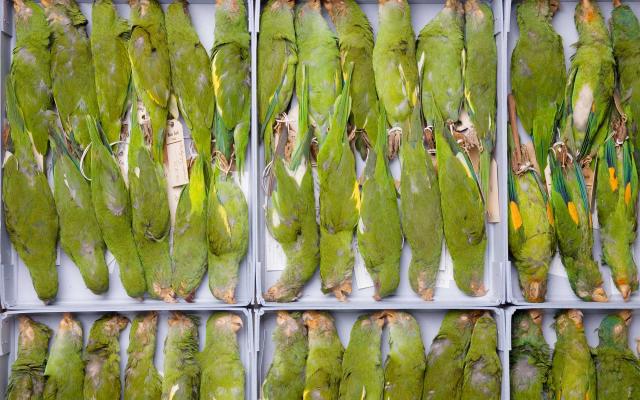 Naturhistorisches Museum Bern Natural History Museum Göldi Bälge Specimen Skin Papageien Parrots