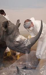 Martin Troxler Präparatorium Naturhistorisches Museum Bern rhinocéros noir taxidermieSpitzmaulnashorn