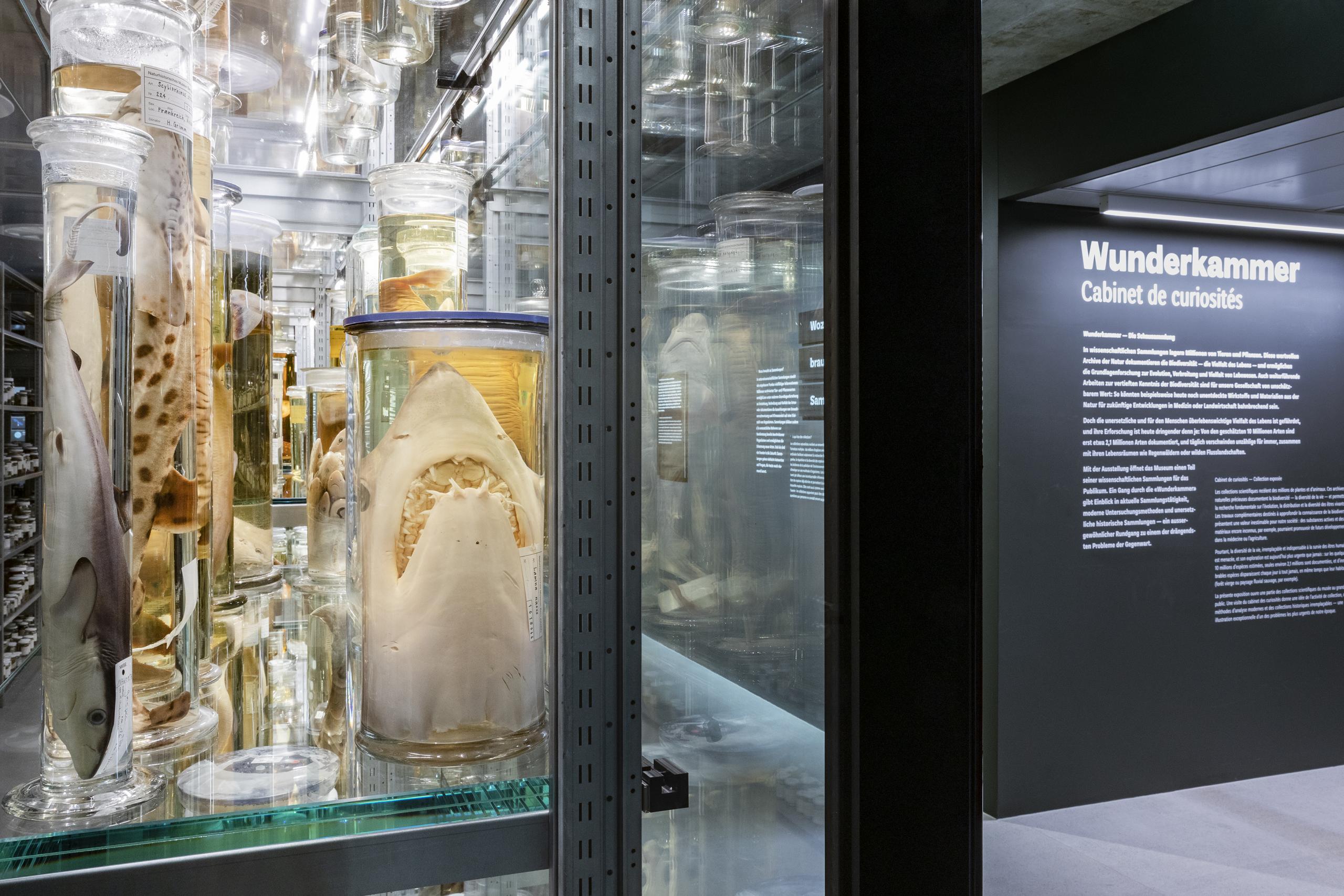 Die Wunderkammer bietet einen einzigartigen EInblick in unsere Sammlung