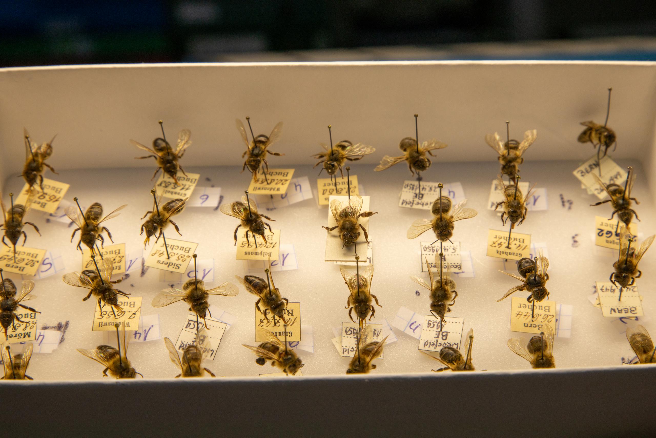 Museumsbienen werden für die Forschung benötigt