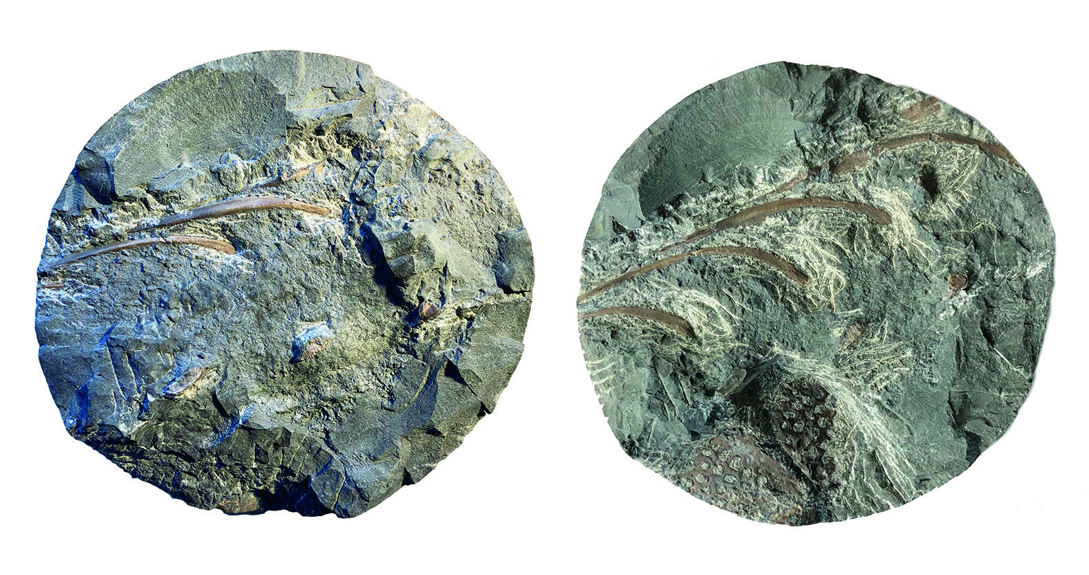 Das Fossilfragment nach 4 Stunden Präparation (links) und zum heutigen Stand. Der Bohrkerndurchmesser beträgt 96 Millimeter.