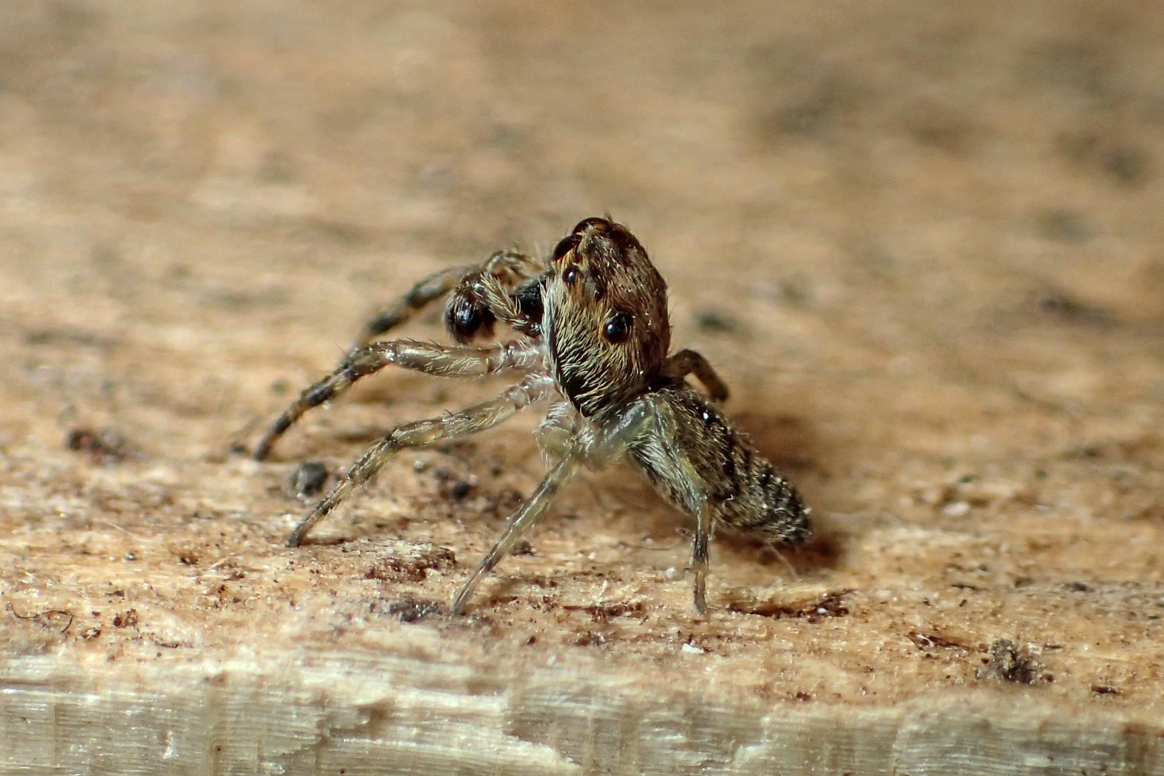 Male Guriurius minuano