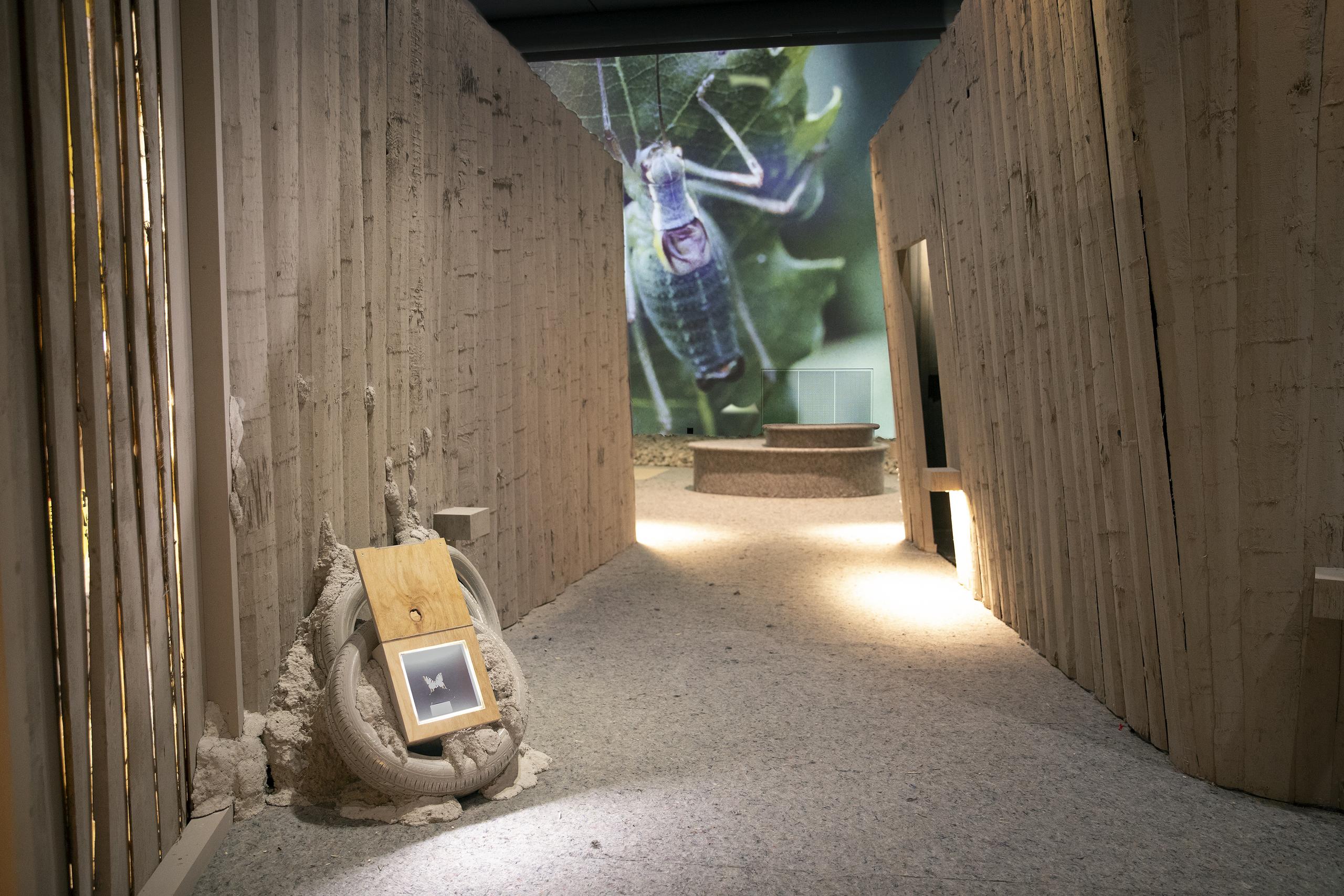 Ausstellung «Insektensterben – Alles wird gut»