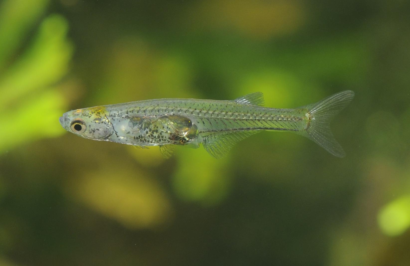 Danionella cerebrum: The fish and its visible brain