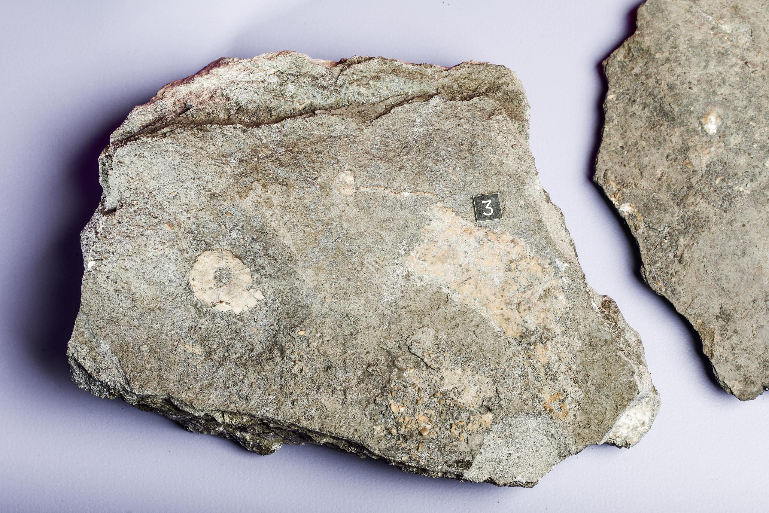 Ausstellung 5 Sterne Neufunde 2020 Fossilien Seegurke Paläontologie NMBE
