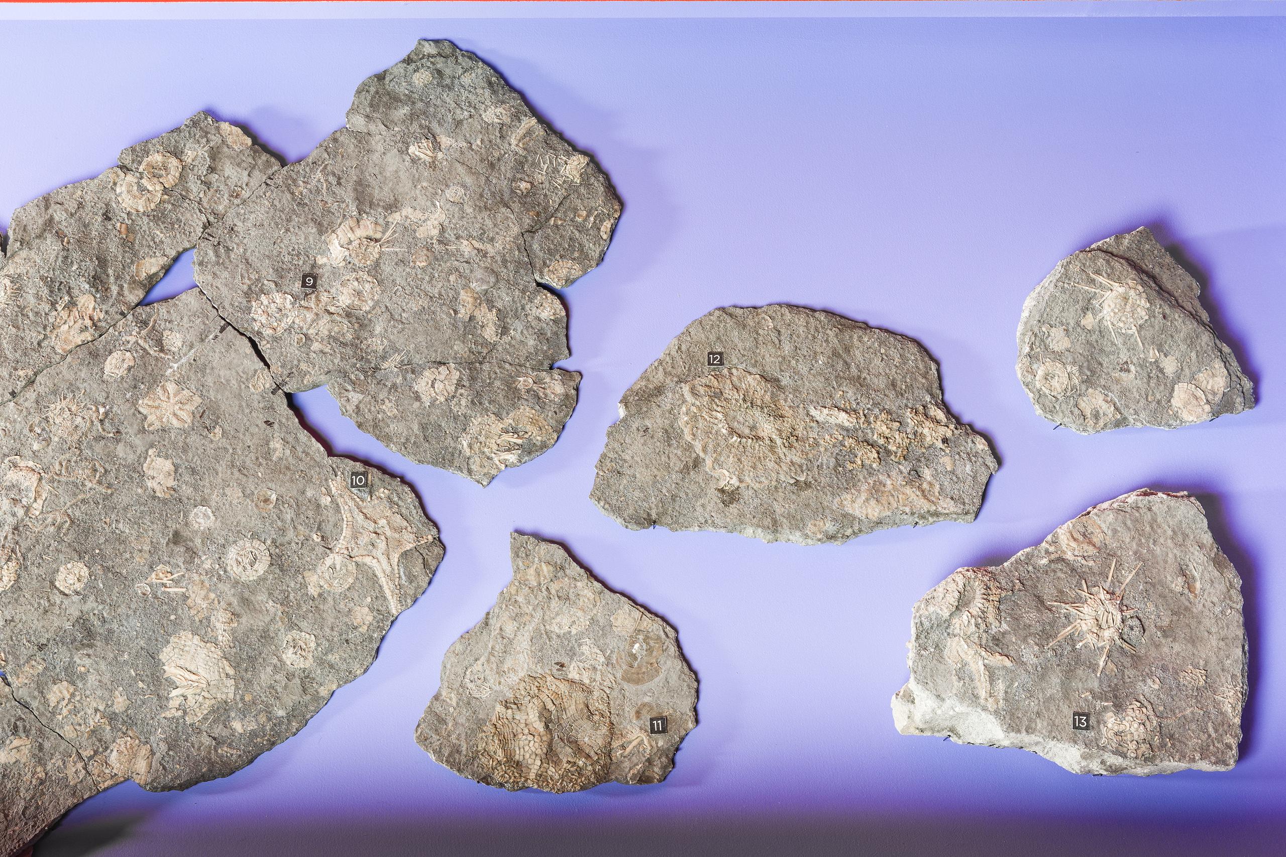 Ausstellung 5 Sterne Neufunde 2020 Fossilien Seesternen Vitrine Paläontologie NMBE