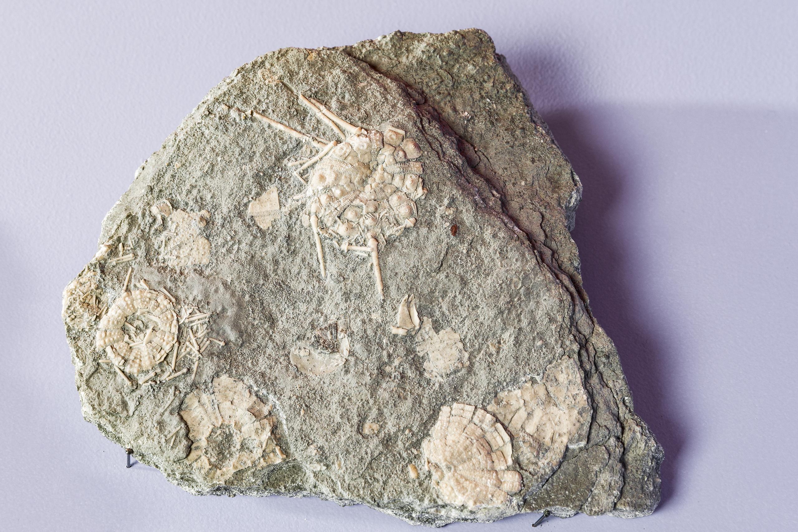 Ausstellung 5 Sterne Neufunde 2020 Fossilien Seegigel Paläontologie NMBE