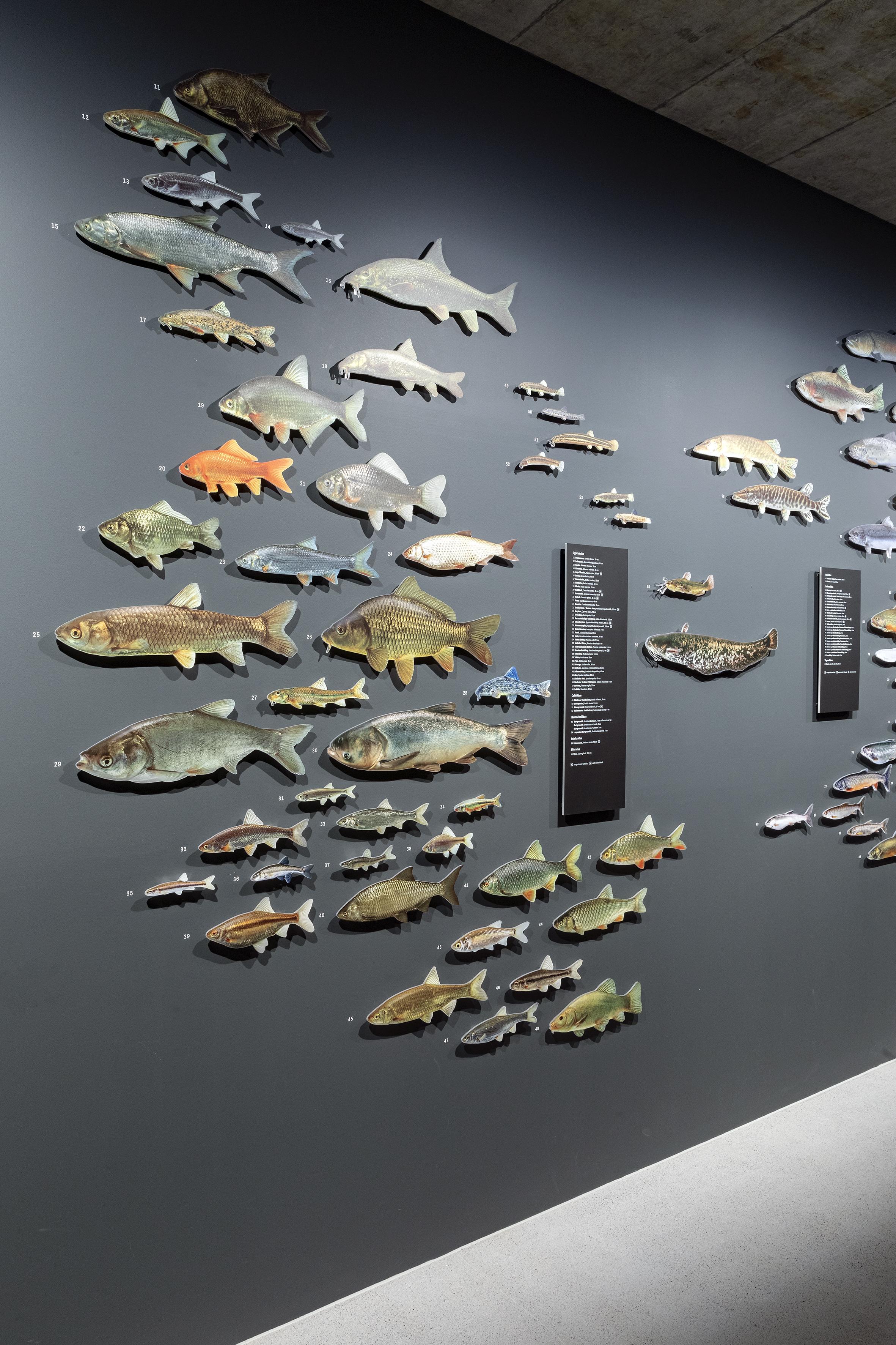 Die Vielfalt der Schweizer Fischwelt