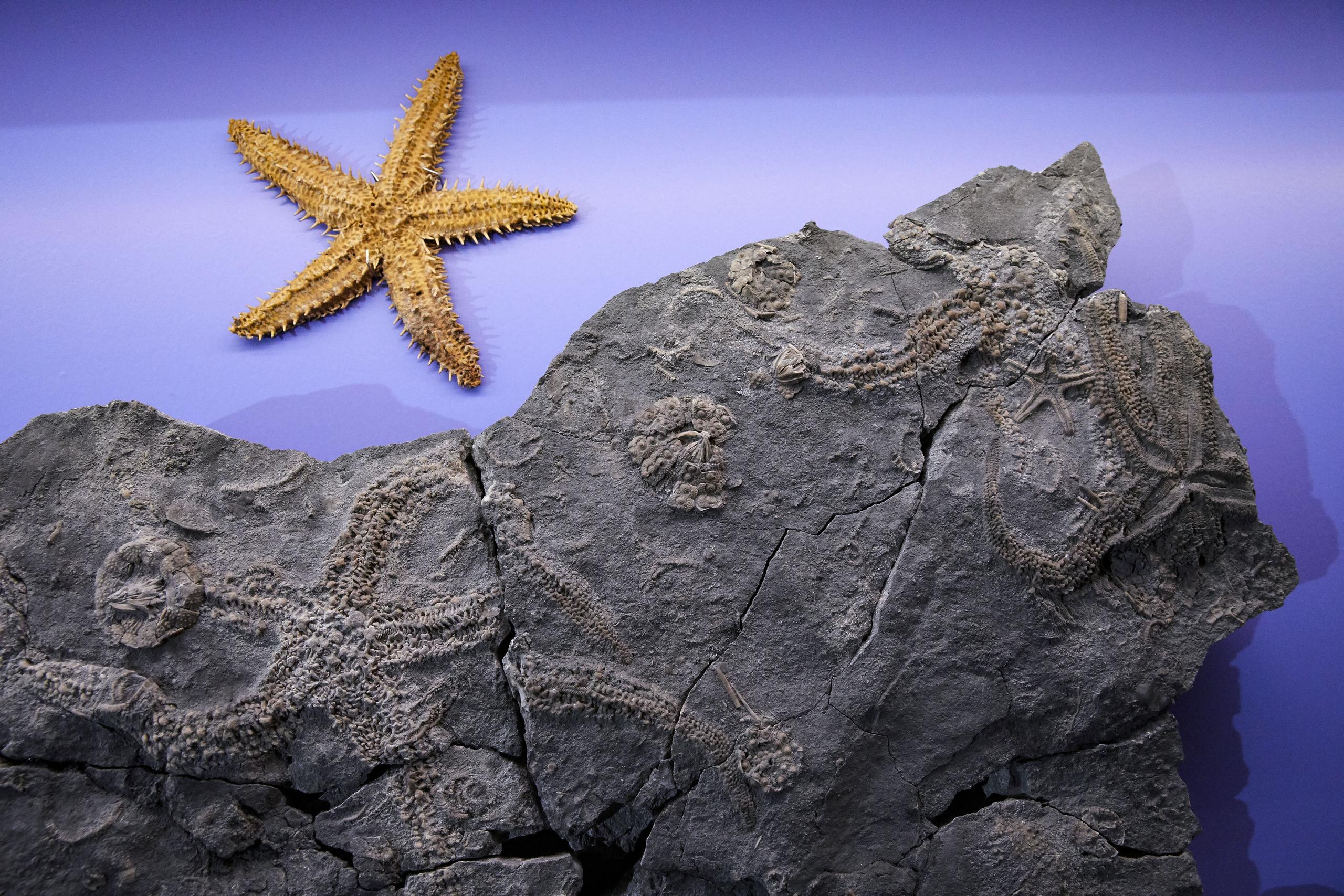 Naturhistorisches Museum 5 Sterne Fossilien Seesterne