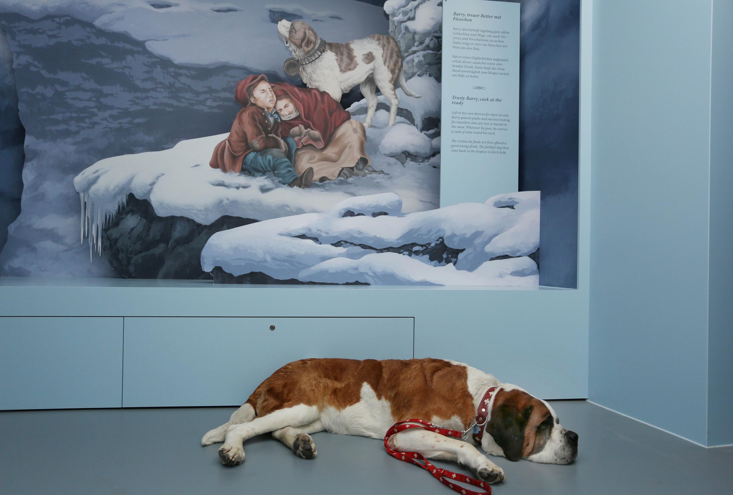 Barry Der legendäre Bernhardinerhund NMBE Naturhistorisches Museum Bern