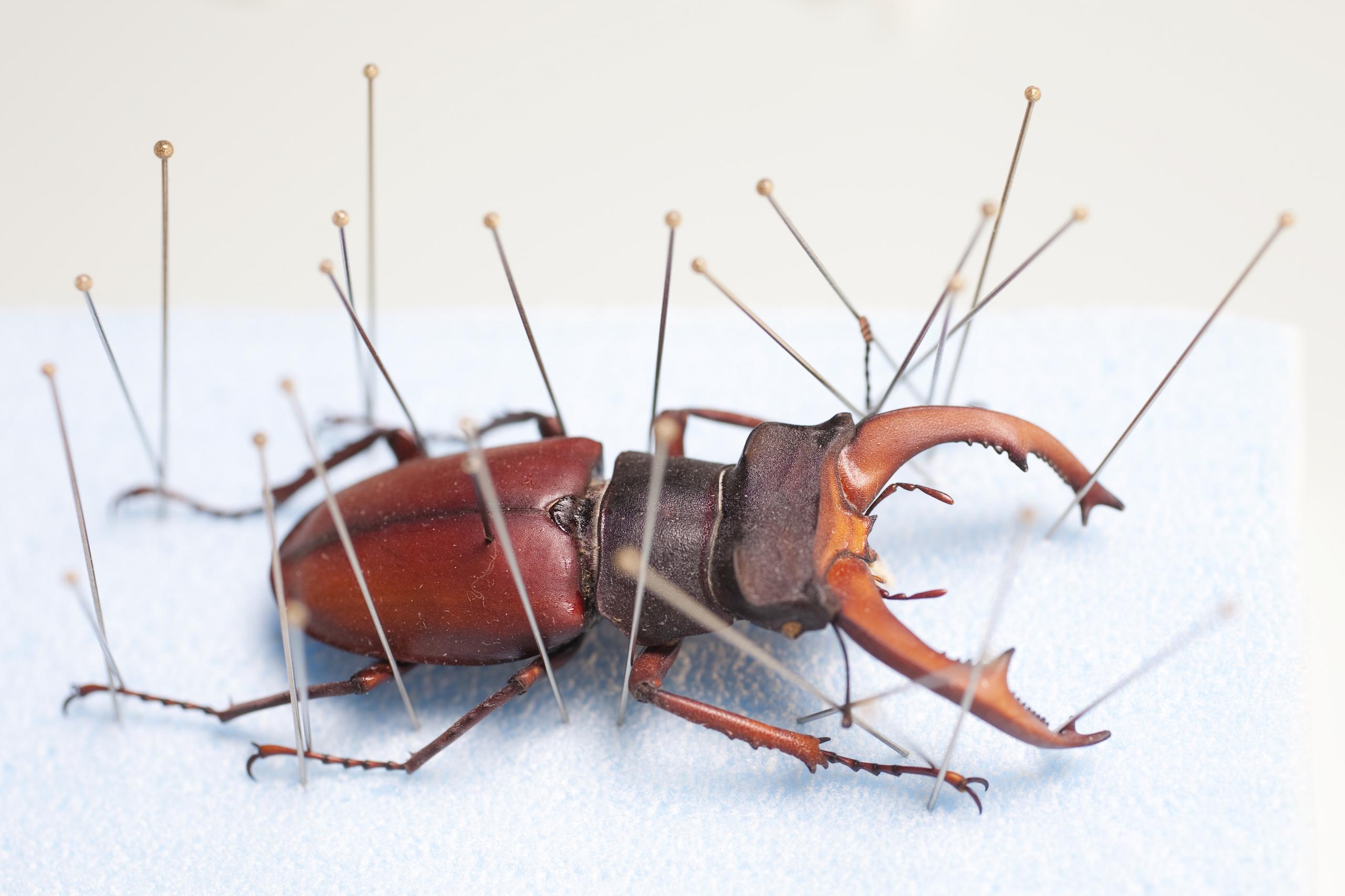 Naturhistorisches Museum Bern Käfer Falter