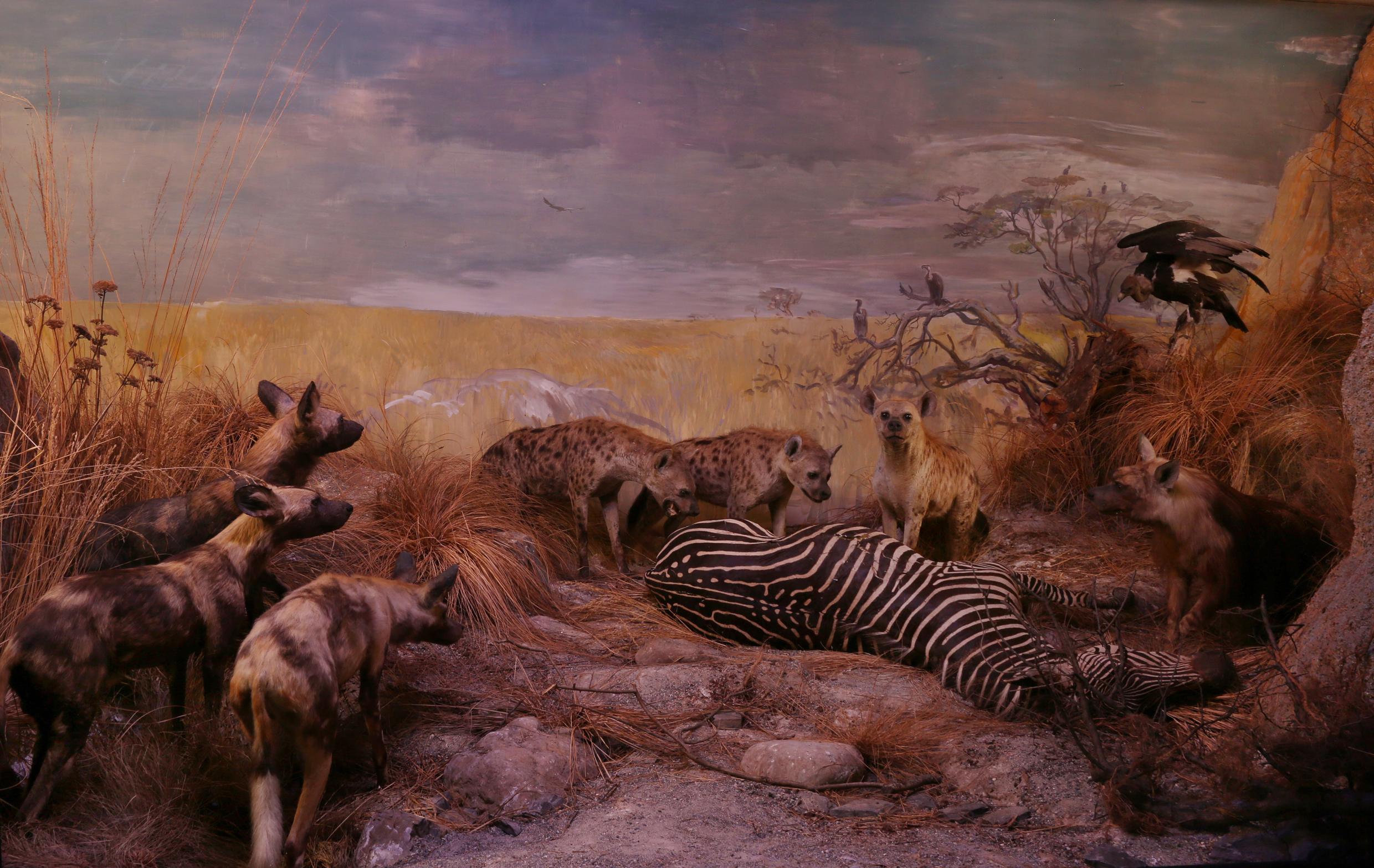 Naturhistorisches Museum Bern Tiere Afrikas