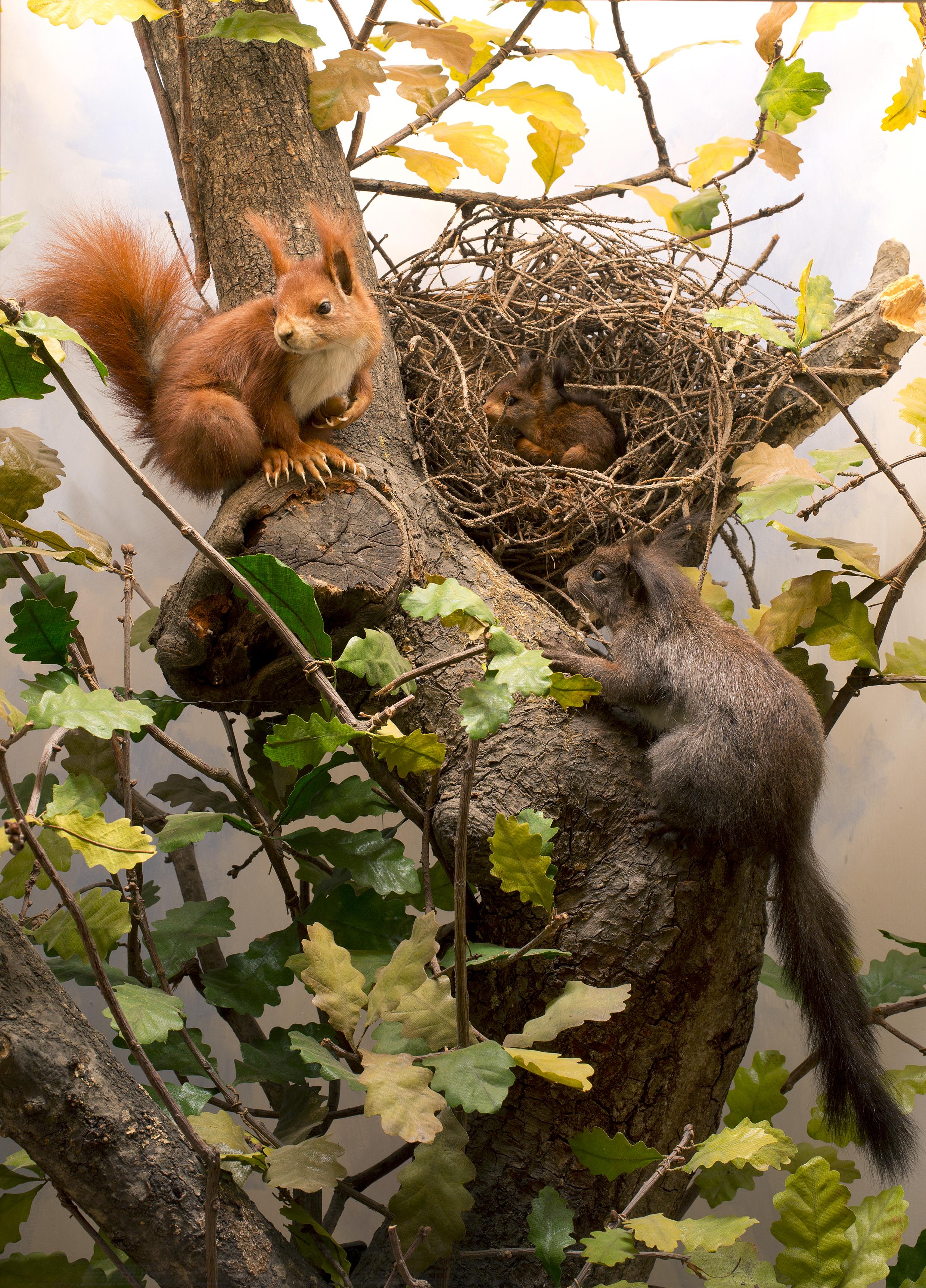 Tiere der Schweiz NMBE Naturhistorisches Museum Schweiz