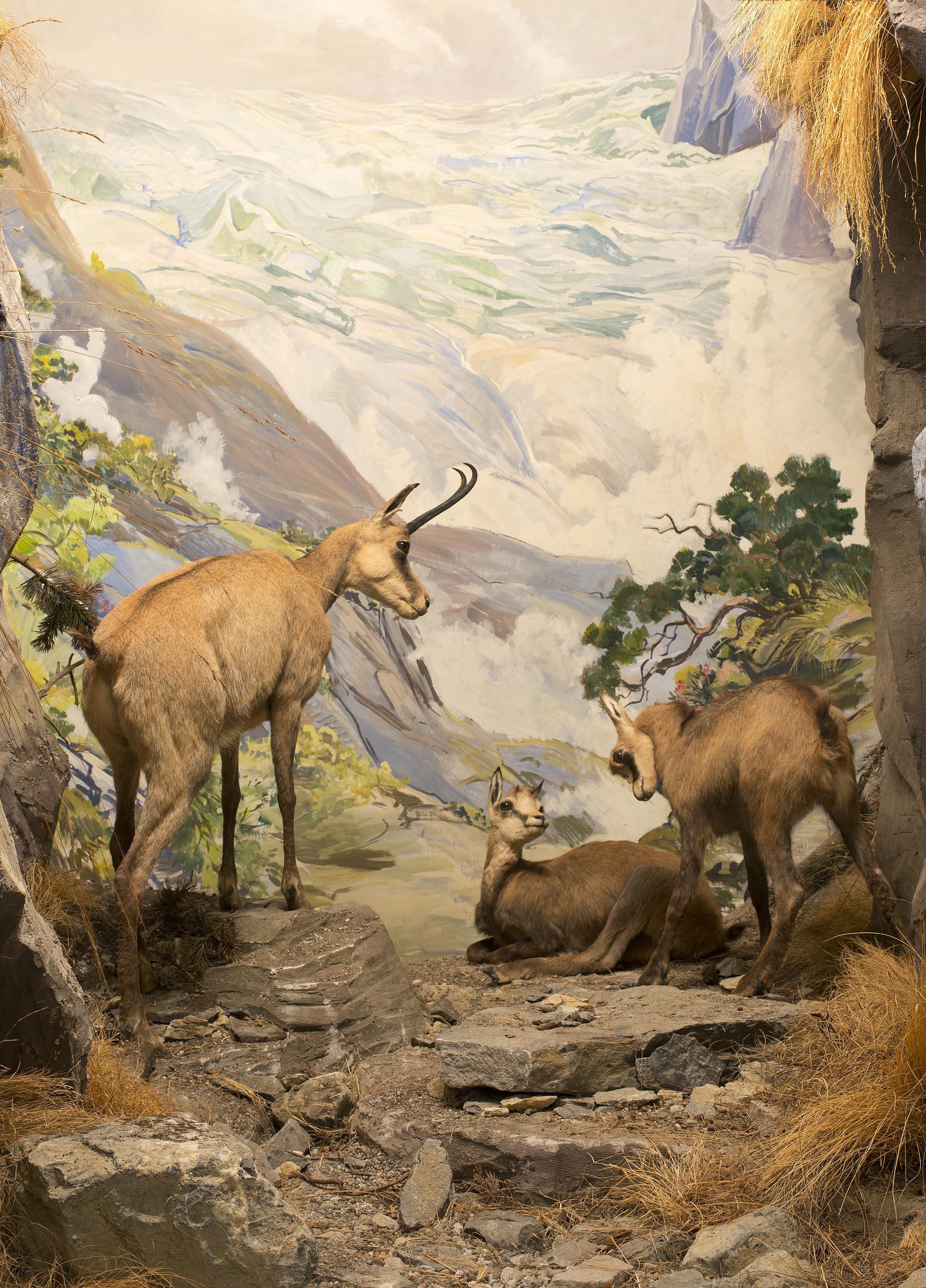 Tiere der Schweiz NMBE Naturhistorisches Museum Schweiz