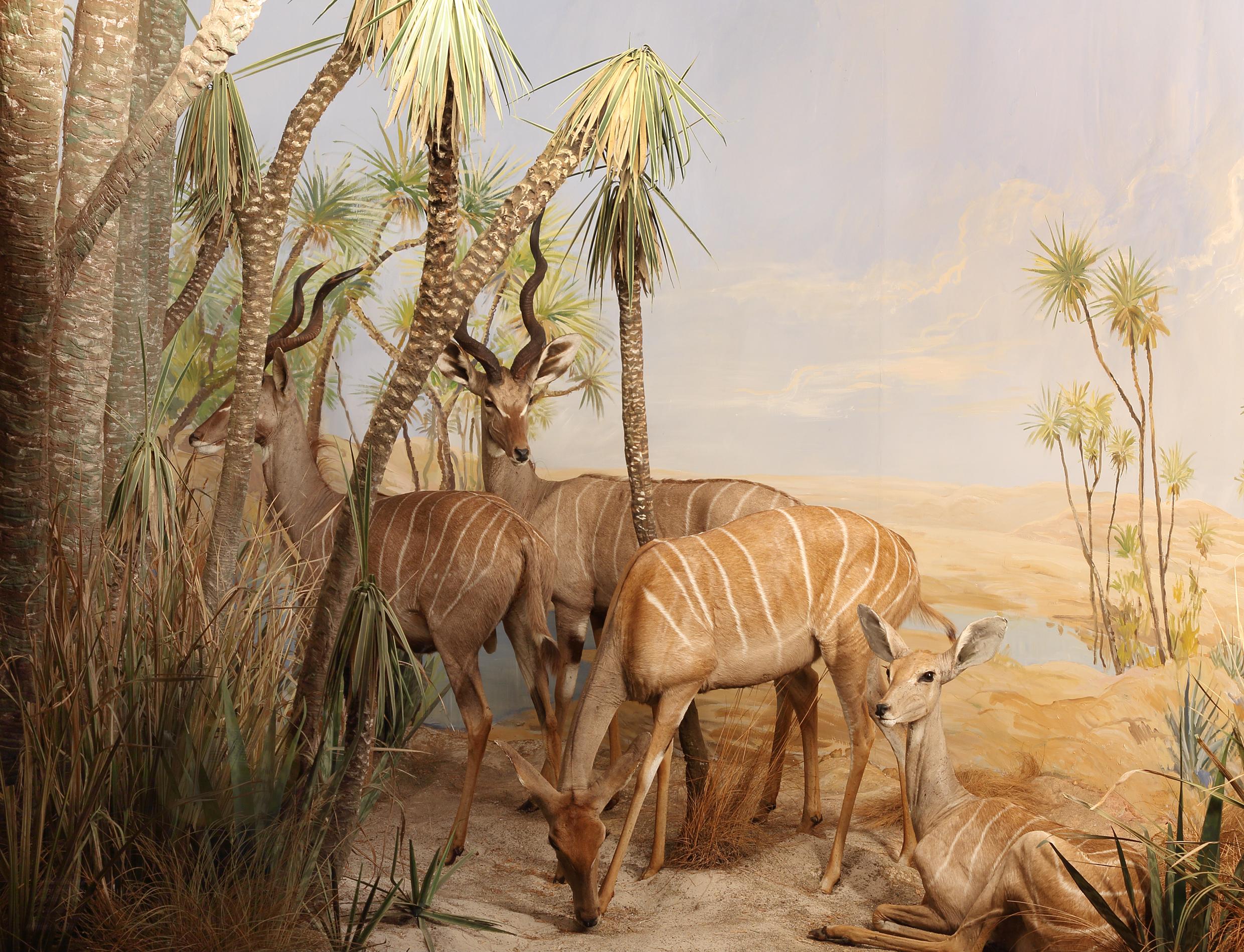 Naturhistorisches Museum Bern Tiere Afrikas