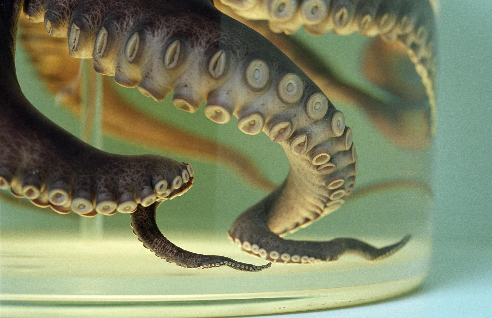 Naturhistorisches Museum Bern Käfer Falter