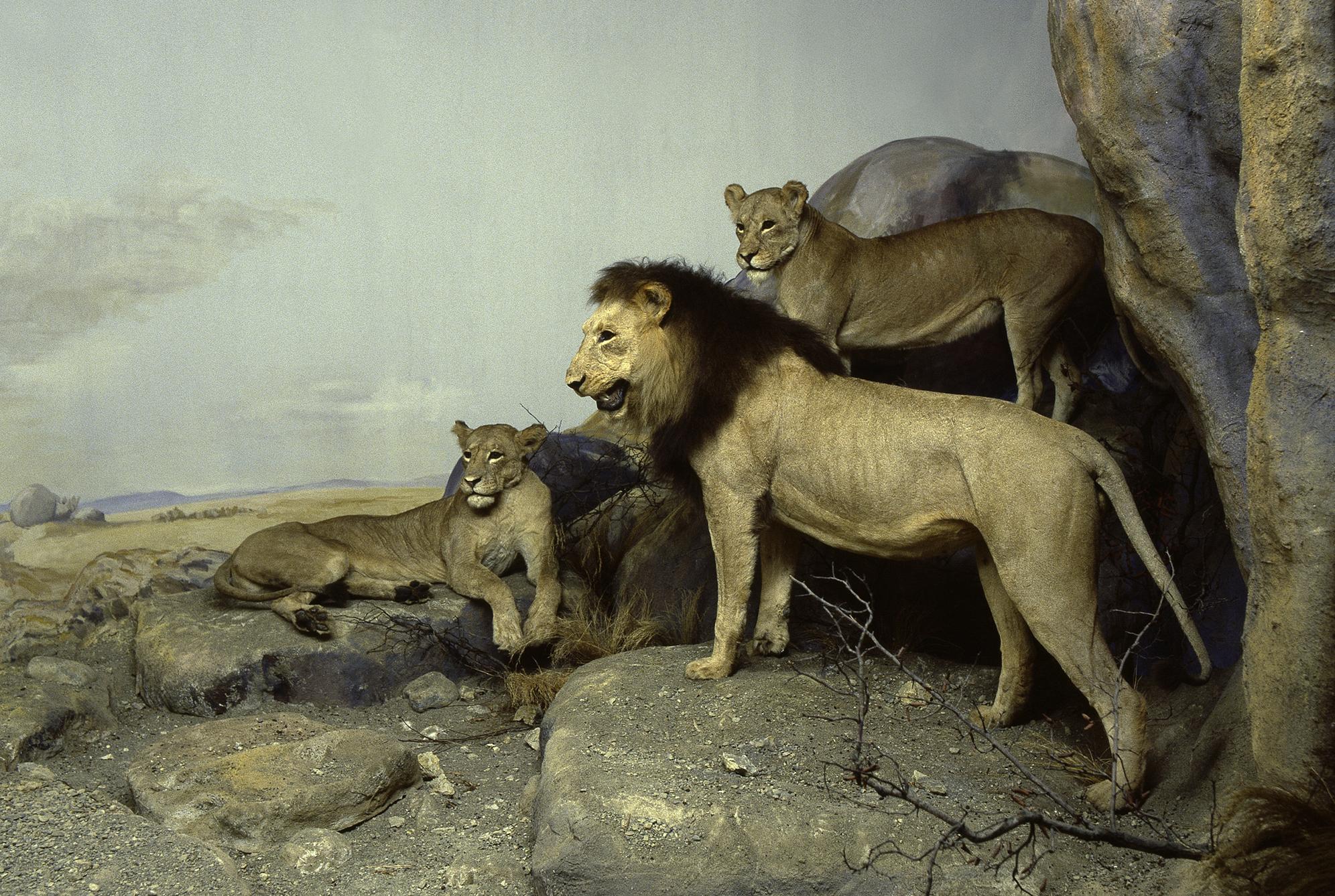 Naturhistorisches Museum Bern Tiere Afrikas