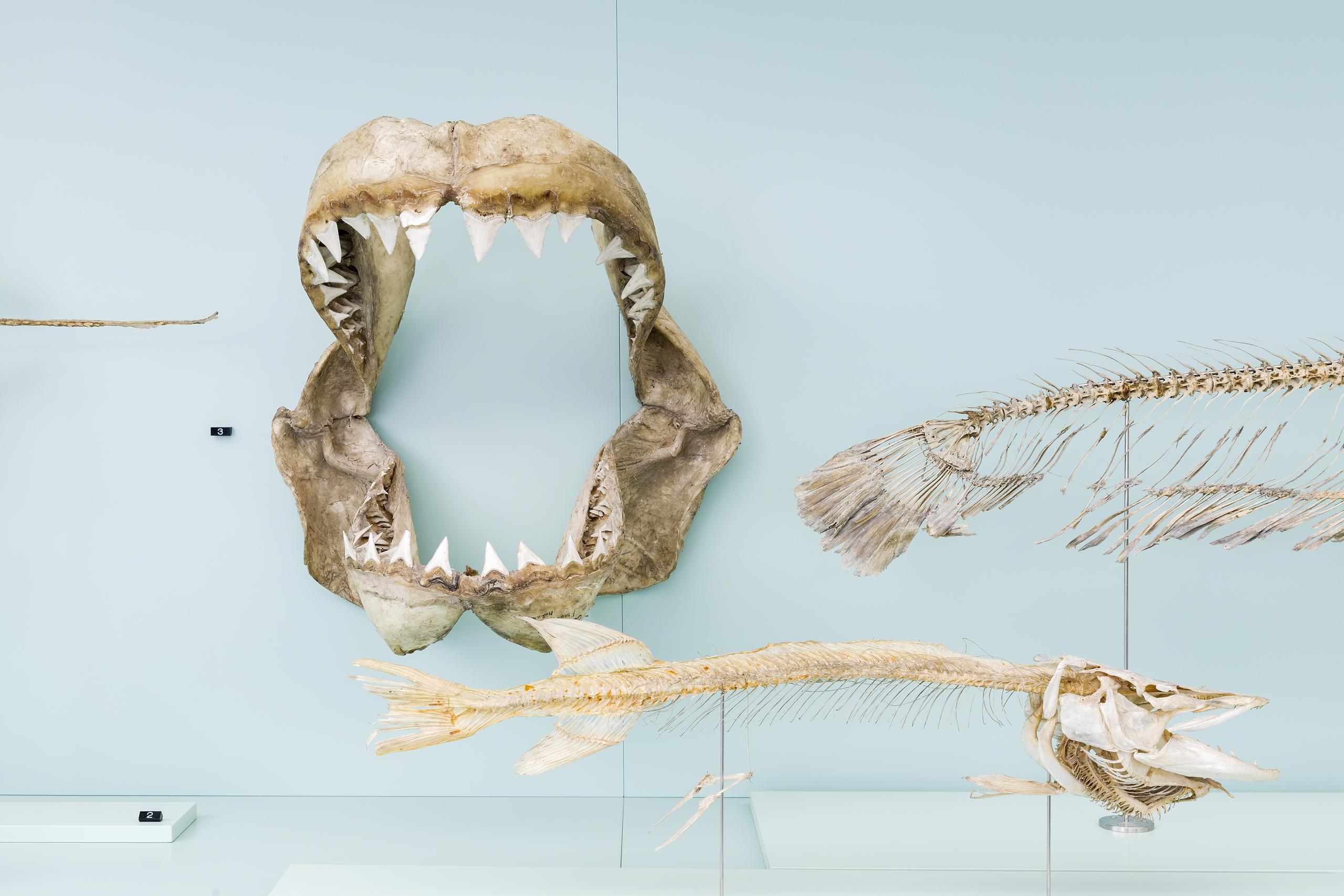 Naturhistorisches Museum Wunderkammer Schausammlung Knochen