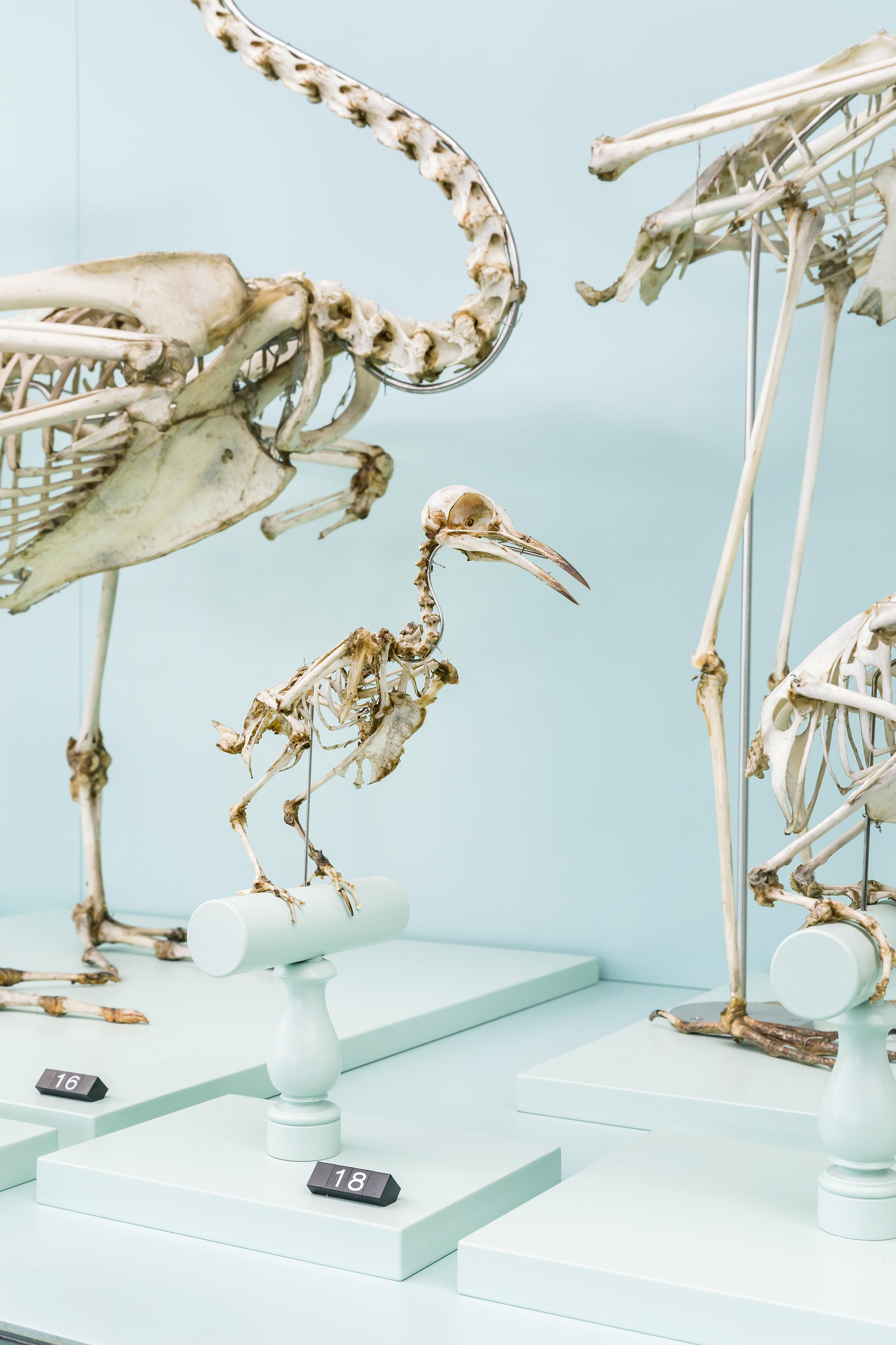 Naturhistorisches Museum Wunderkammer Schausammlung Knochen