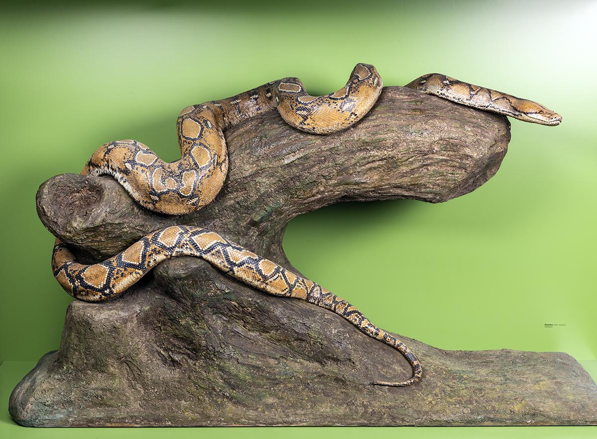 Flossen Füsse Flügel Ausstellung NMBE Naturhistorisches Museum Bern