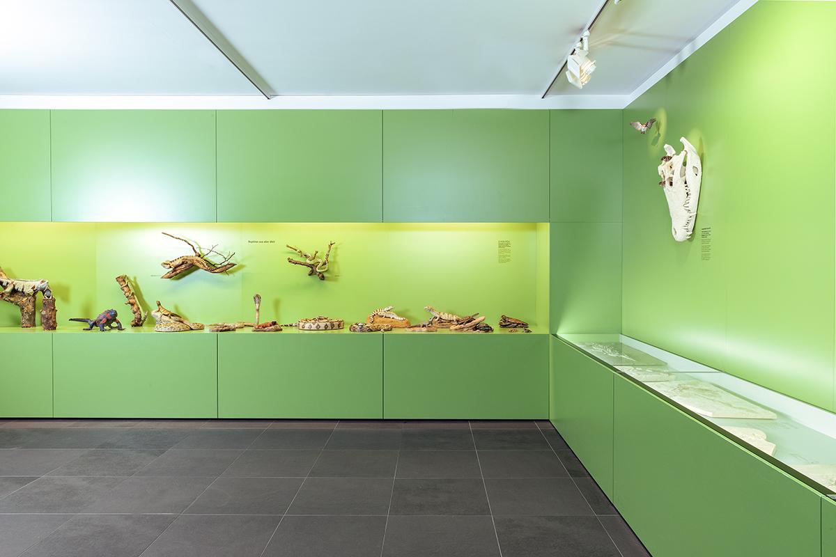 Flossen Füsse Flügel Ausstellung NMBE Naturhistorisches Museum Bern
