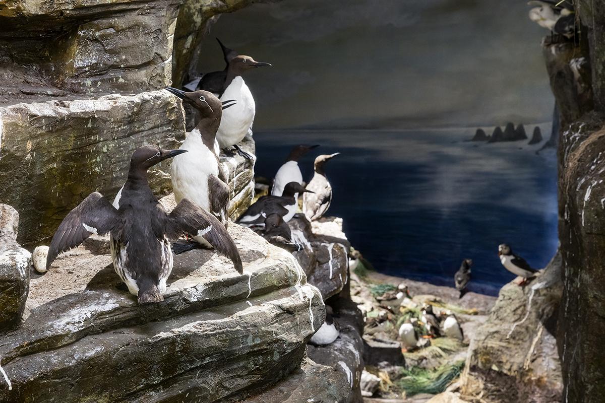 Tiere des Nordens Bären Pinguine Möwen Elche Robben Seelöwen NMBE Naturhistorisches Museum Bern